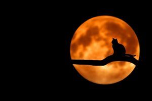 Halloween Wedding Etiquette Halloween Wedding Etiquette